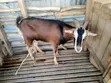Mbuzi Bora wa Maziwa wa Kizazi Bora - 1