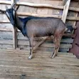 Mbuzi Bora wa Maziwa wa Kizazi Bora - 2