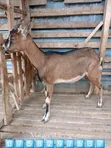 Mbuzi Bora wa Maziwa wa Kizazi Bora - 4