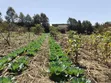 One Acre Residential Land for Sale in Ngong, Ol Keri - 4