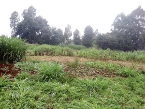 One Acre Land for Sale near Muna Primary School, Limuru