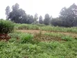 One Acre Land for Sale near Muna Primary School, Limuru - 1