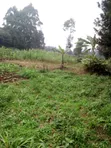 One Acre Land for Sale near Muna Primary School, Limuru - 2