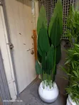 Mmea Bandia wa Tropiki Mpya - 3