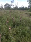 1/4 Acre Plot for Sale - Farming, Residential, or Commercial - 2
