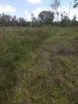 1/4 Acre Plot for Sale - Farming, Residential, or Commercial - 3