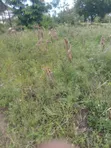 1/4 Acre Plot for Sale - Farming, Residential, or Commercial - 4