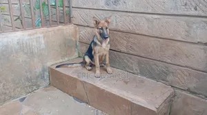Purebred German Shepherd Puppy - 5 Months Old