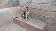 Purebred German Shepherd Puppy - 5 Months Old - 1