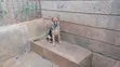 Purebred German Shepherd Puppy - 5 Months Old - 2