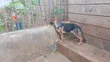 Purebred German Shepherd Puppy - 5 Months Old - 3
