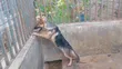 Purebred German Shepherd Puppy - 5 Months Old - 4