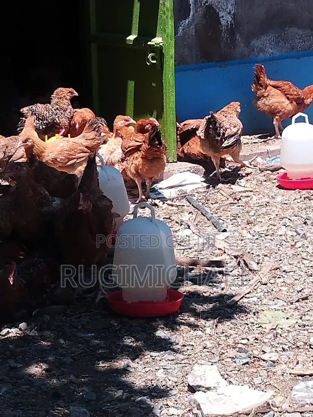Kenbro Improved Kienyeji Chickens - 1