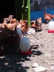 Kenbro Improved Kienyeji Chickens - 1