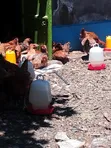 Kenbro Improved Kienyeji Chickens - 2