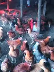 Kenbro Improved Kienyeji Chickens - 3