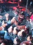 Kenbro Improved Kienyeji Chickens - 4