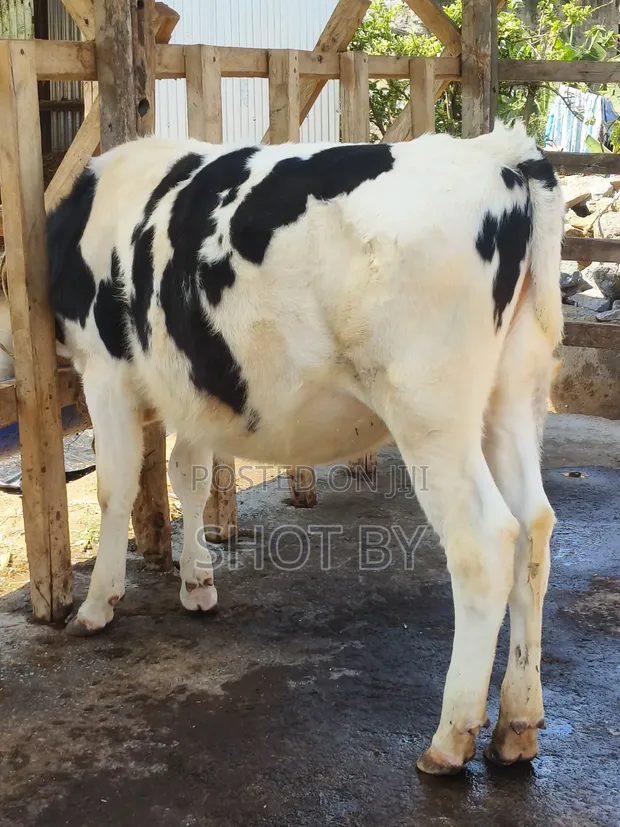 Pedigree Dairy Cows for Sale | High Yielding Herds - 1