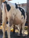 Pedigree Dairy Cows for Sale | High Yielding Herds - 2