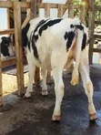 Pedigree Dairy Cows for Sale | High Yielding Herds - 3