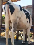 Pedigree Dairy Cows for Sale | High Yielding Herds - 4
