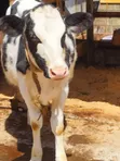 Pedigree Dairy Cows for Sale | High Yielding Herds - 5
