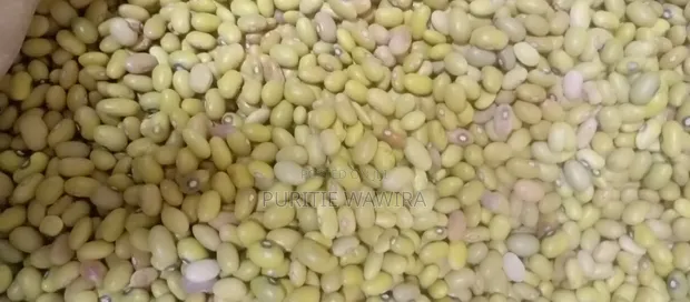 Maharage Safi ya Njano - 1