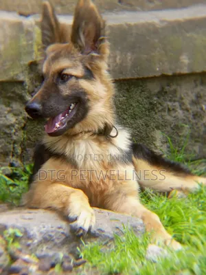 Mbwa Mwana wa German Shepherd Safi, Miezi 3-6