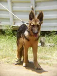 Mbwa Mwana wa German Shepherd Safi, Miezi 3-6 - 2