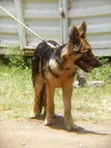 Mbwa Mwana wa German Shepherd Safi, Miezi 3-6 - 3