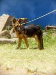 Mbwa Mwana wa German Shepherd Safi, Miezi 3-6 - 4