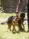 Mbwa Mwana wa German Shepherd Safi, Miezi 3-6 - 5