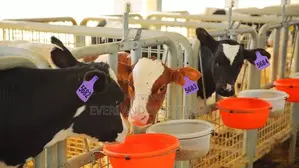 Large Cattle Ear Tags - Numbered