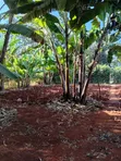 Golden Palm Gated Community Estate - Ardhi ya Makazi Mtaa wa Kiambu Road - 1