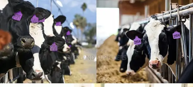Laser-Marked Animal Numbered Ear Tags - 1