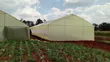 Greenhouse Construction Services - 2