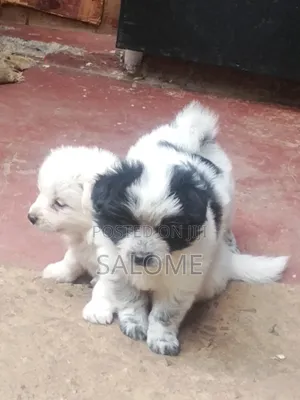 Male Purebred Japanese Spitz Puppy (0-1 Month)