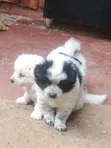 Male Purebred Japanese Spitz Puppy (0-1 Month) - 1