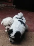 Male Purebred Japanese Spitz Puppy (0-1 Month) - 2