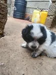 Male Purebred Japanese Spitz Puppy (0-1 Month) - 3