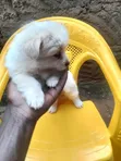 Male Purebred Japanese Spitz Puppy (0-1 Month) - 4