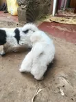 Male Purebred Japanese Spitz Puppy (0-1 Month) - 5