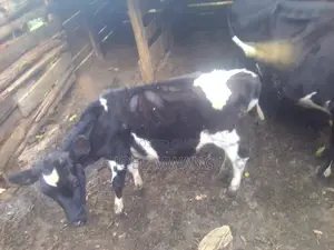 Usher Heifer