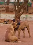 Purebred Boerboel Puppy - 1-3 Months Male - 1