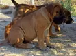 Purebred Boerboel Puppy - 1-3 Months Male - 2