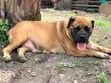 Purebred Boerboel Puppy - 1-3 Months Male - 3