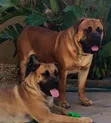 Purebred Boerboel Puppy - 1-3 Months Male - 4