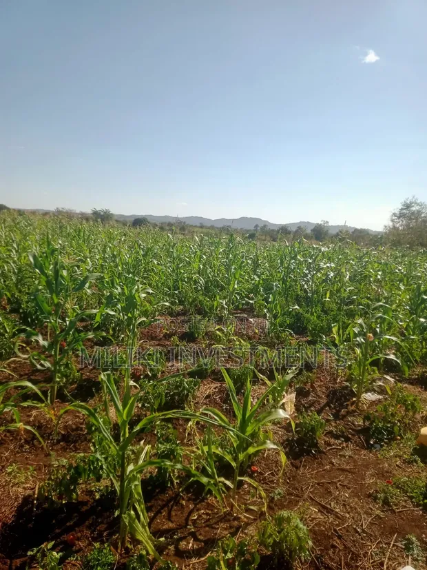 3 Acres Land for Sale in Murang'a - Mirira - 1