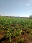 3 Acres Land for Sale in Murang'a - Mirira - 1