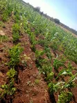 3 Acres Land for Sale in Murang'a - Mirira - 2